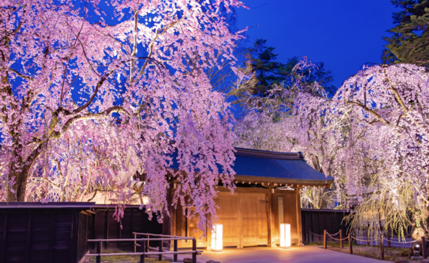 「秋田角館 桜まつり」桜