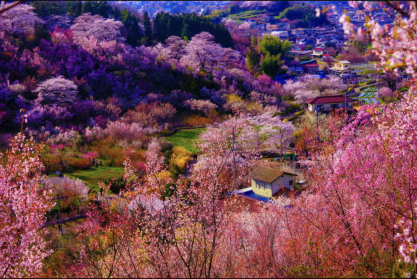 「福島花見山公園」ピクニック