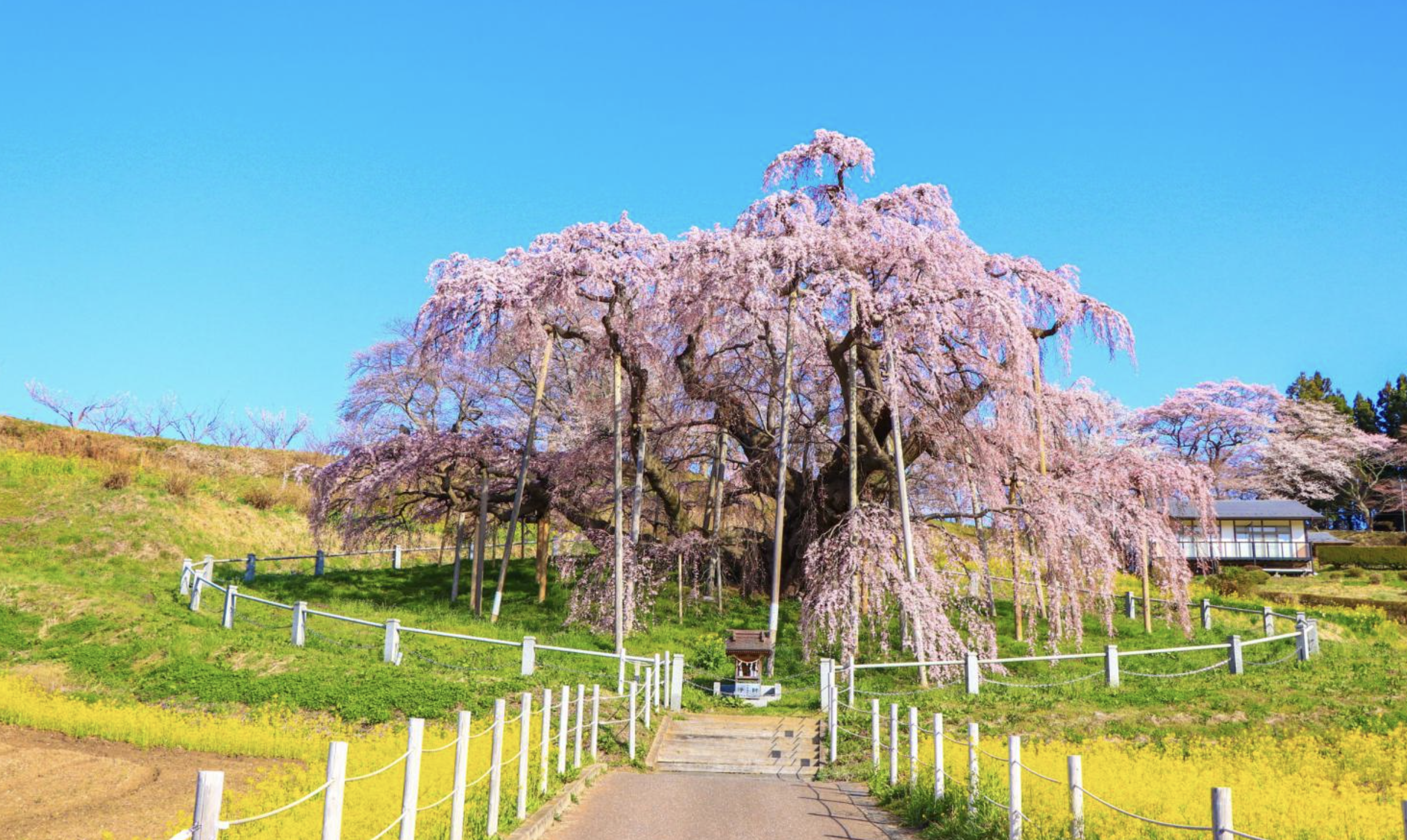 「福島三春滝桜」日本三大桜