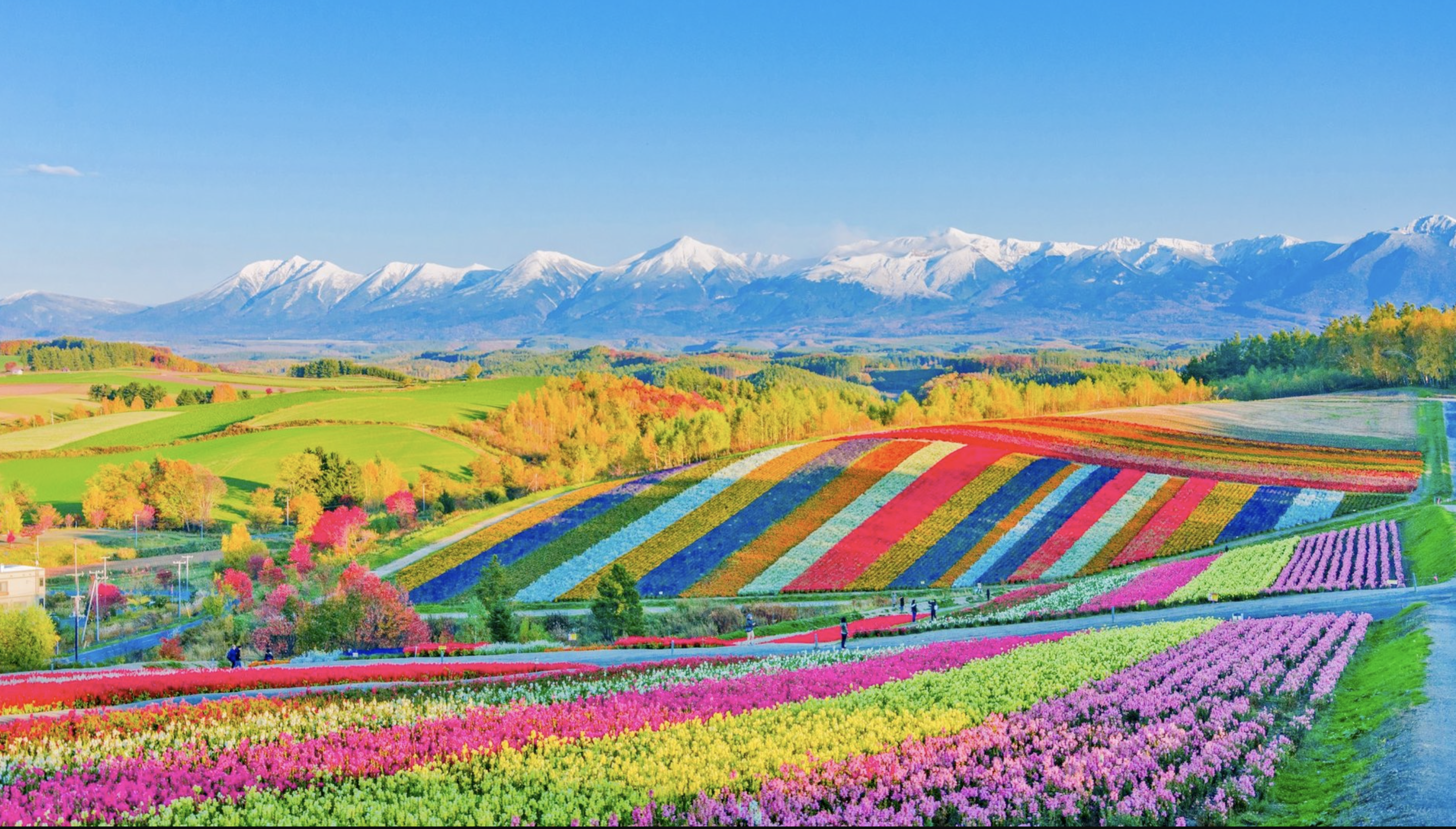 「北海道四季彩の丘」カラフルフラワー