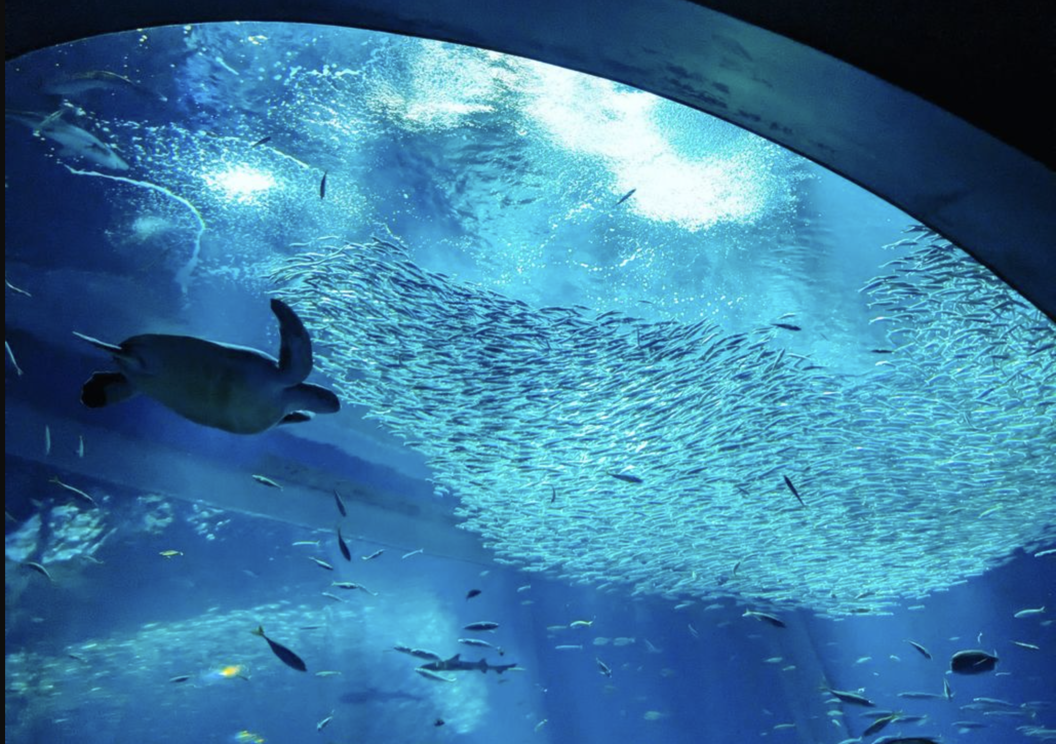 「アクアワールド茨城県大洗水族館」水族館