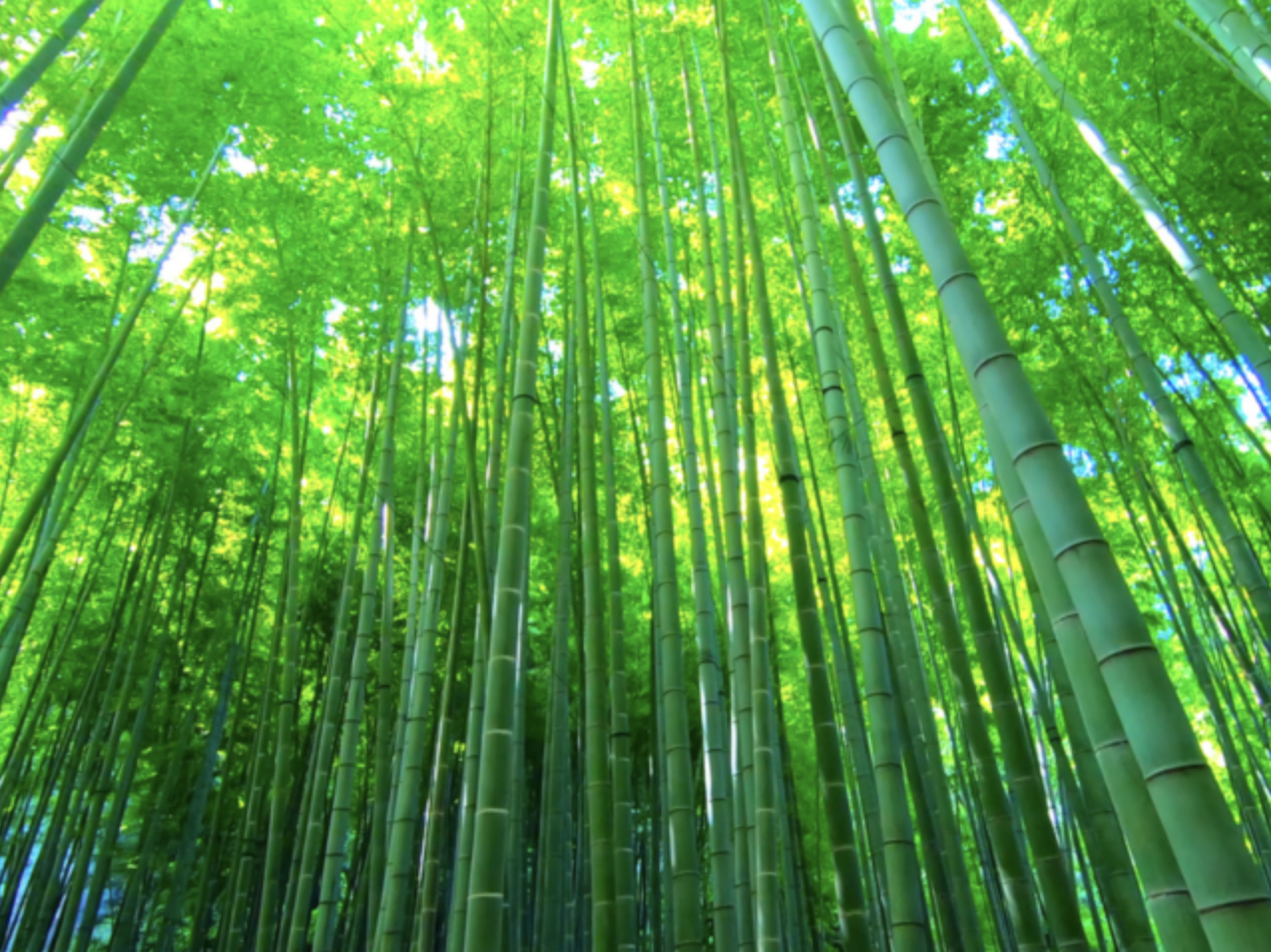 「神奈川報国寺（竹林）」美しい