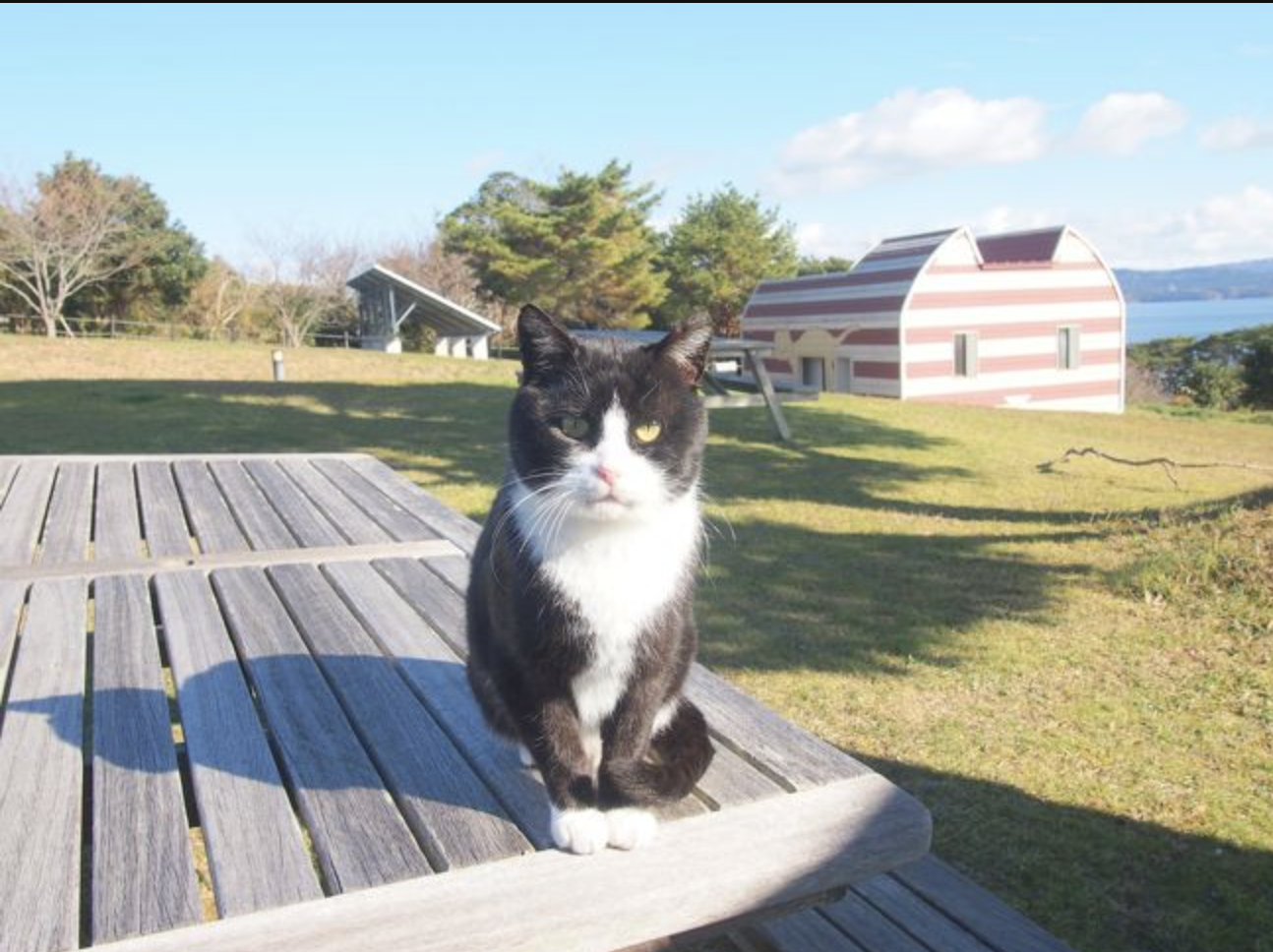 「宮城田代島」かわいい