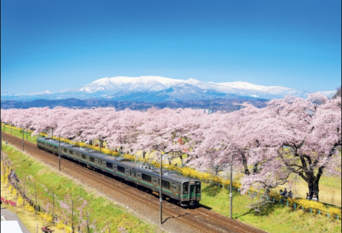 「宮城白石川堤一目千本桜」桜満開