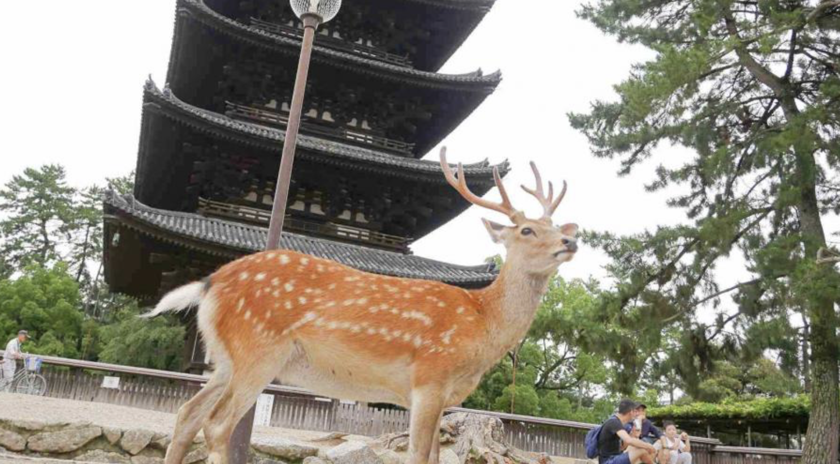 奈良公園　観光