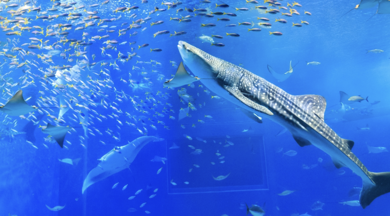 美ら海水族館 観光