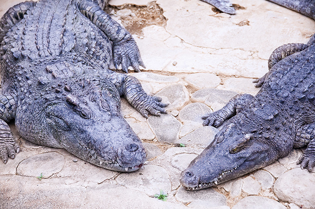 熱川バナナワニ園　観光