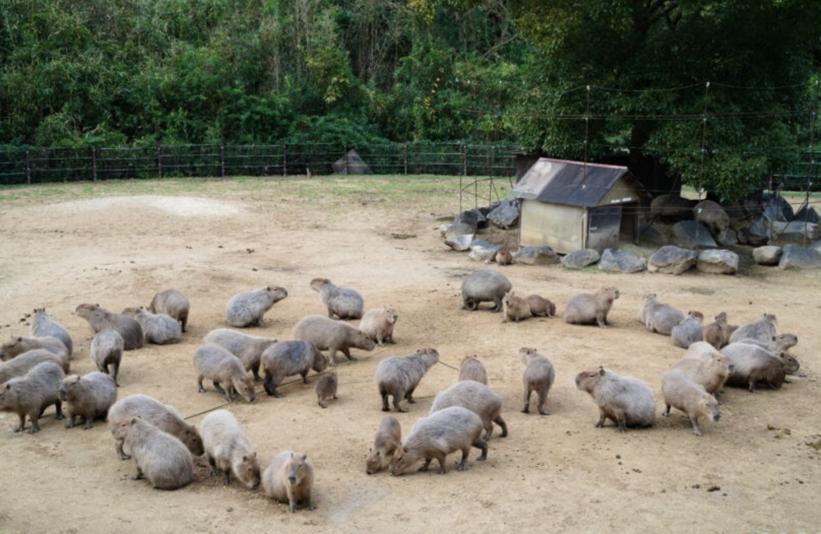 徳島動物園　観光