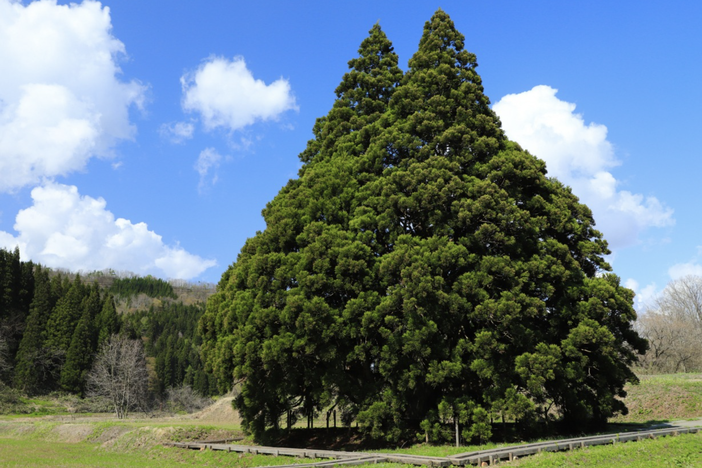 「山形小杉の大杉（トトロの木）」となりのトトロ